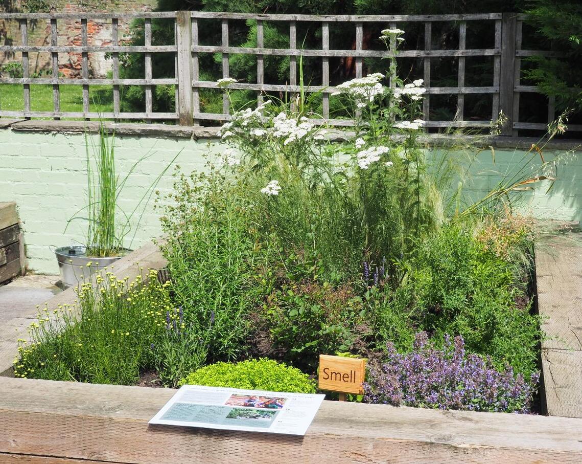 York House Community Garden aromatic plants